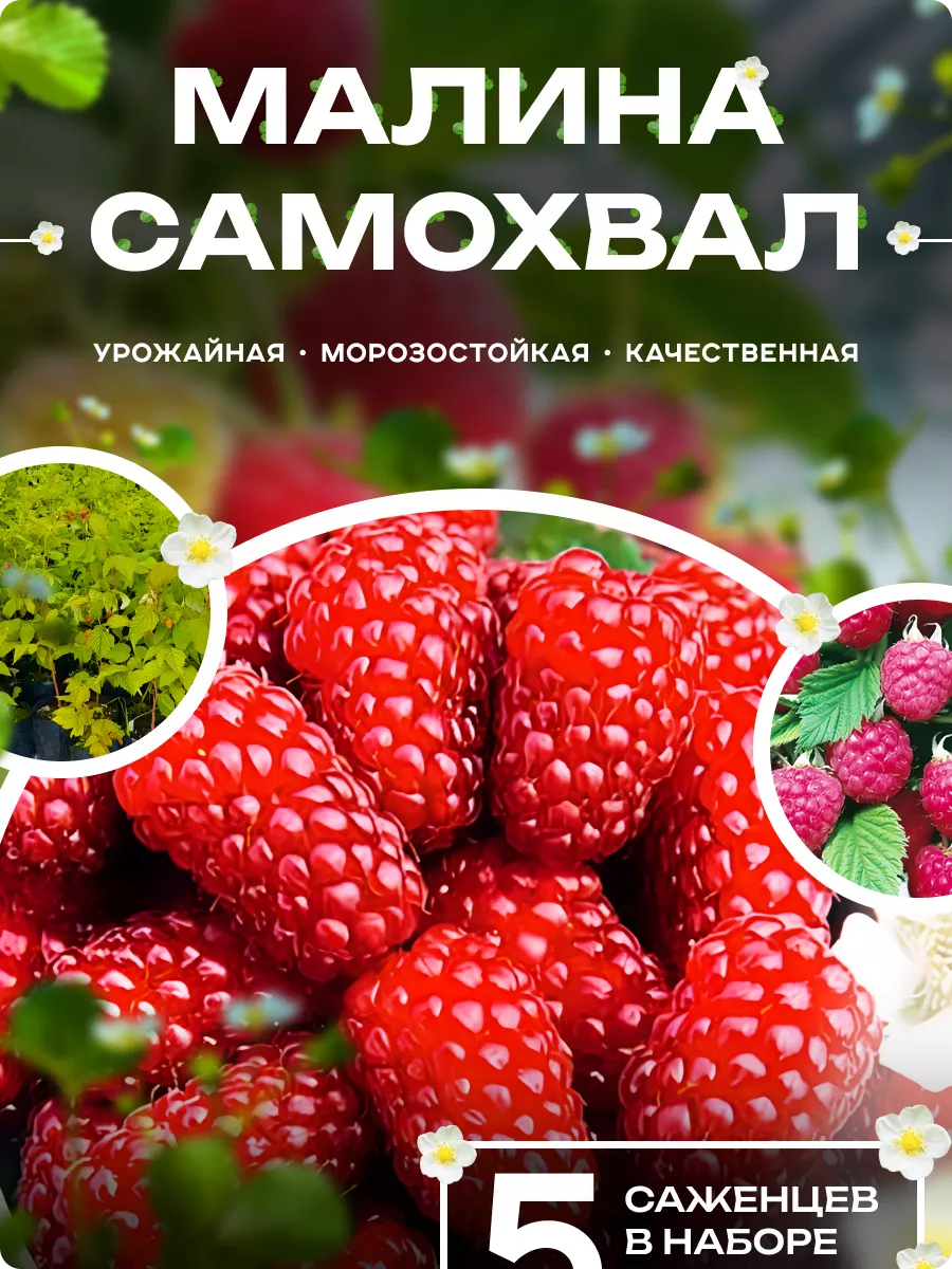 Саженцы Малины...