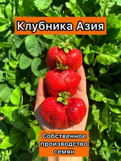 Семена клубники крупноплодной Азия