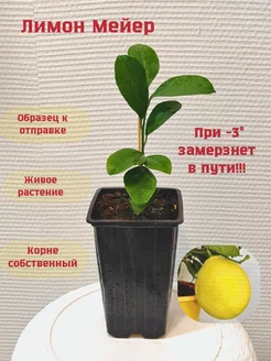 Купить Саженцы Лимона