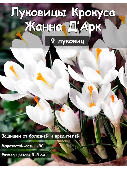 АГРОКРЫМ Крокус Жанна Дарк луковицы, 9 шт