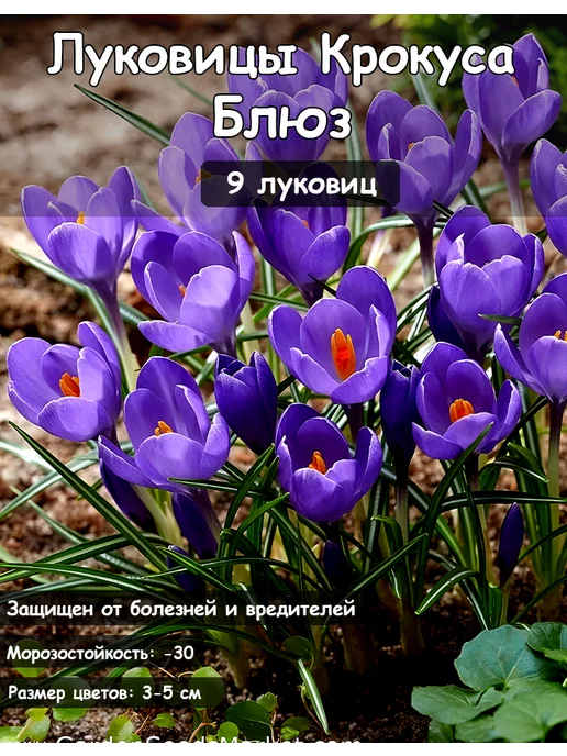 АГРОКРЫМ Крокус Блюз луковицы, 9 шт