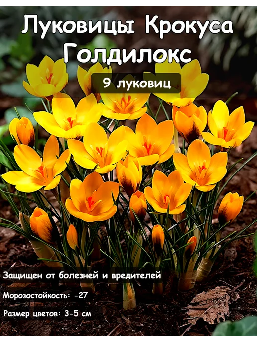 АГРОКРЫМ Крокус Голдилокс луковицы, 9 шт
