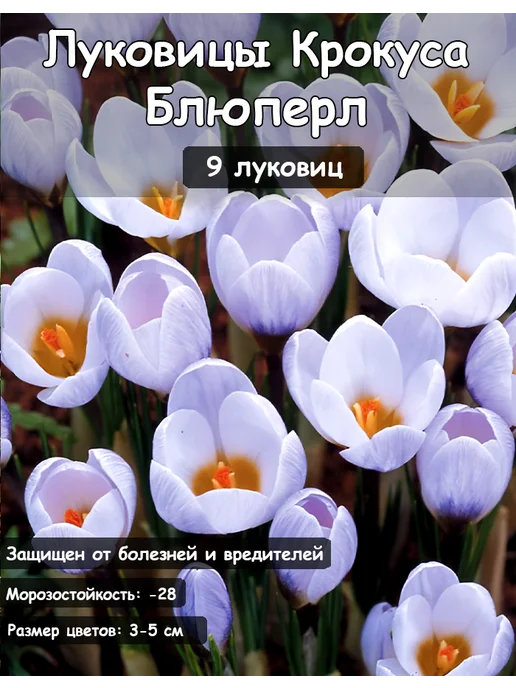 АГРОКРЫМ Крокус Блюперл луковицы, 9 шт