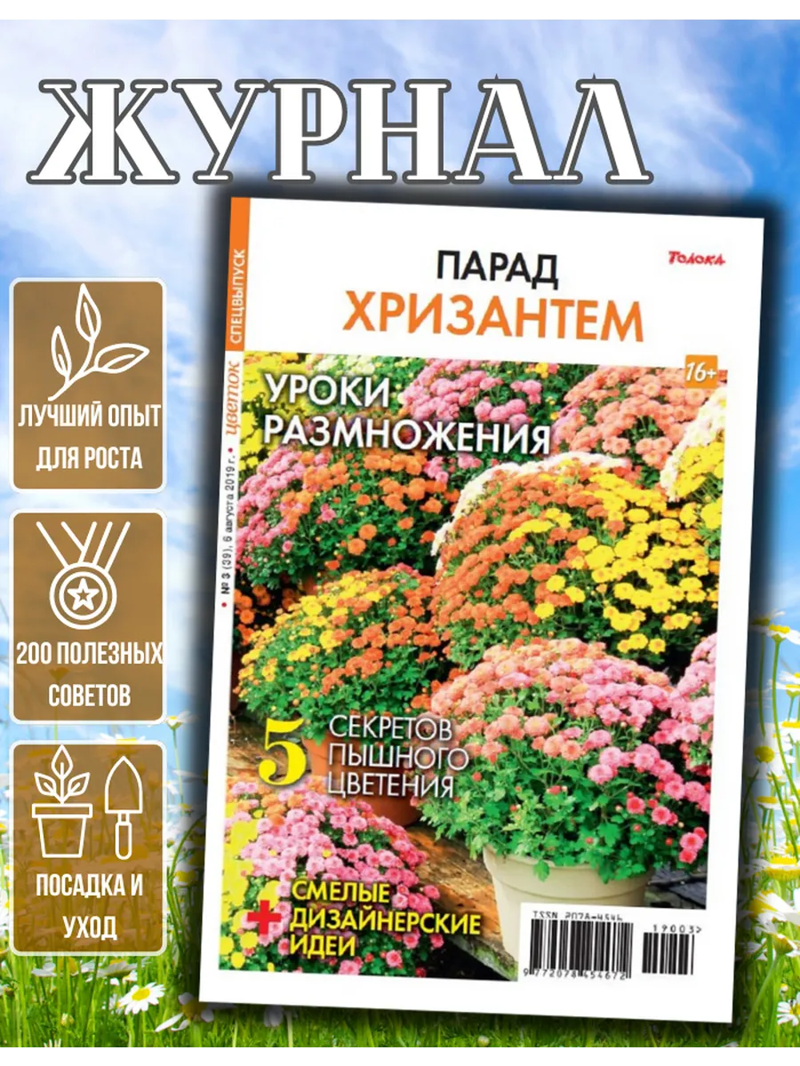Журнал о садовых цветах. Хризантемы. Выращивание