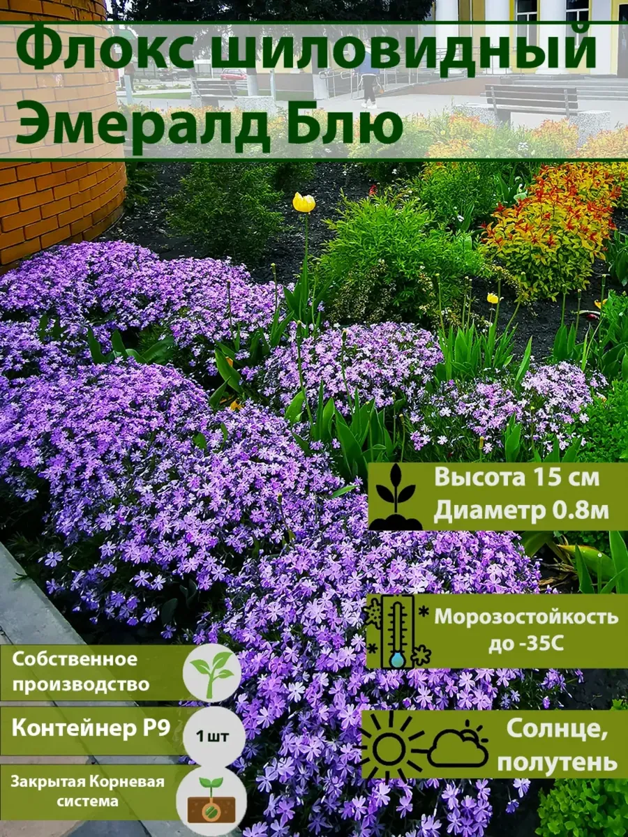 Флокс шиловидный Эмералд Блю