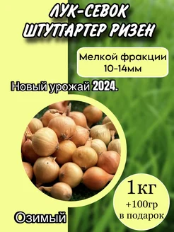 Лук севок озимый на посадку в зиму 1 кг SAD_Biona 272189751 купить за 240 ₽ в интернет-магазине Wildberries