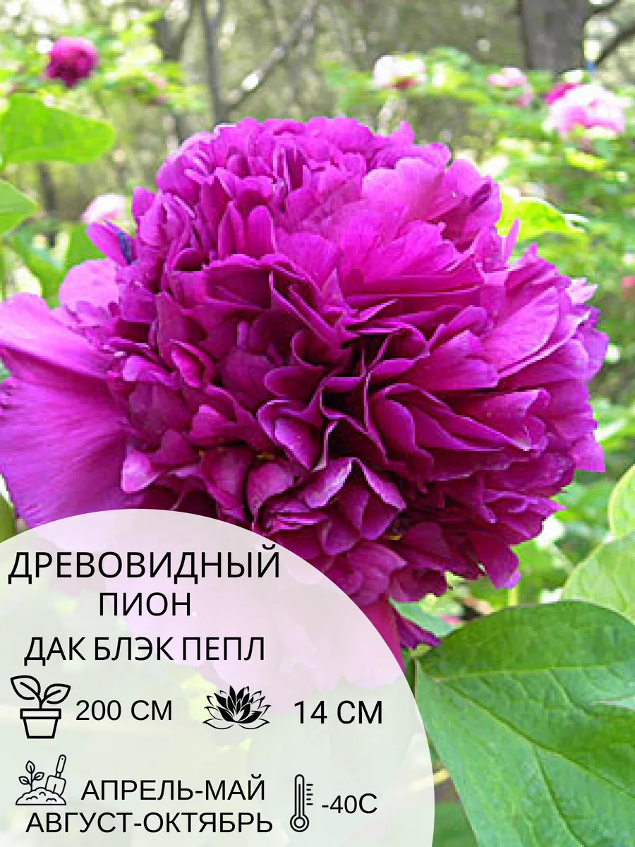Корень пиона Дак Блэк Пепл, древовидный саженец 1 шт