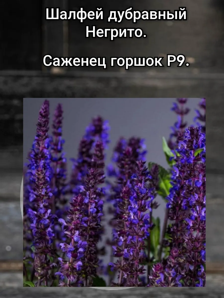 Шалфей дубравный Негрито...