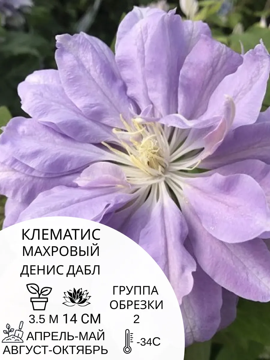 Клематис крупноцветковый Н.Ф.Янг: купить в Москве саженцы Clematis H.F. Young в 