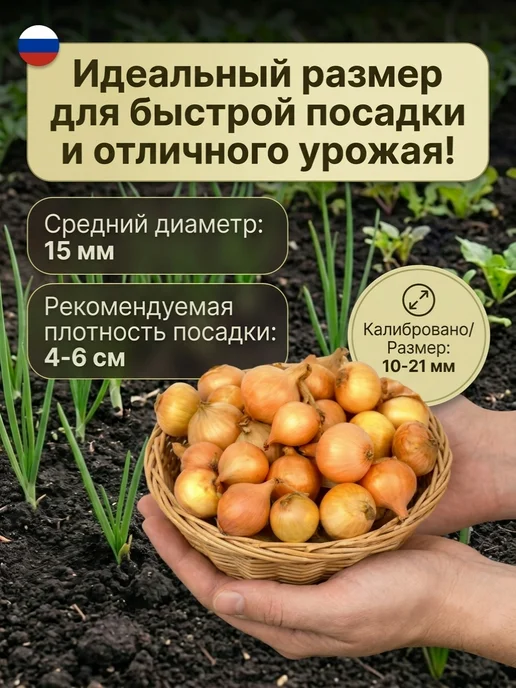 Лук севок красный Ялтинский 0,5 кг на посадку осенью, 1 кг, фото 2