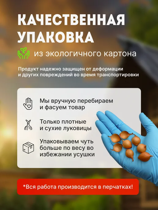 Лук севок красный Ялтинский 0,5 кг на посадку осенью, 1 кг, фото 5