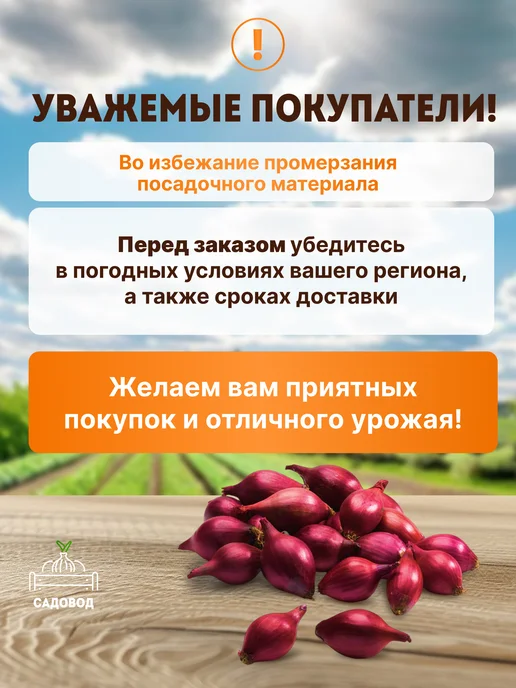 Лук севок красный Ялтинский 0,5 кг на посадку осенью, 1 кг, фото 6