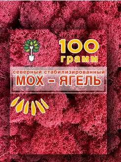 Ягель стабилизированный лишайник, (мох)