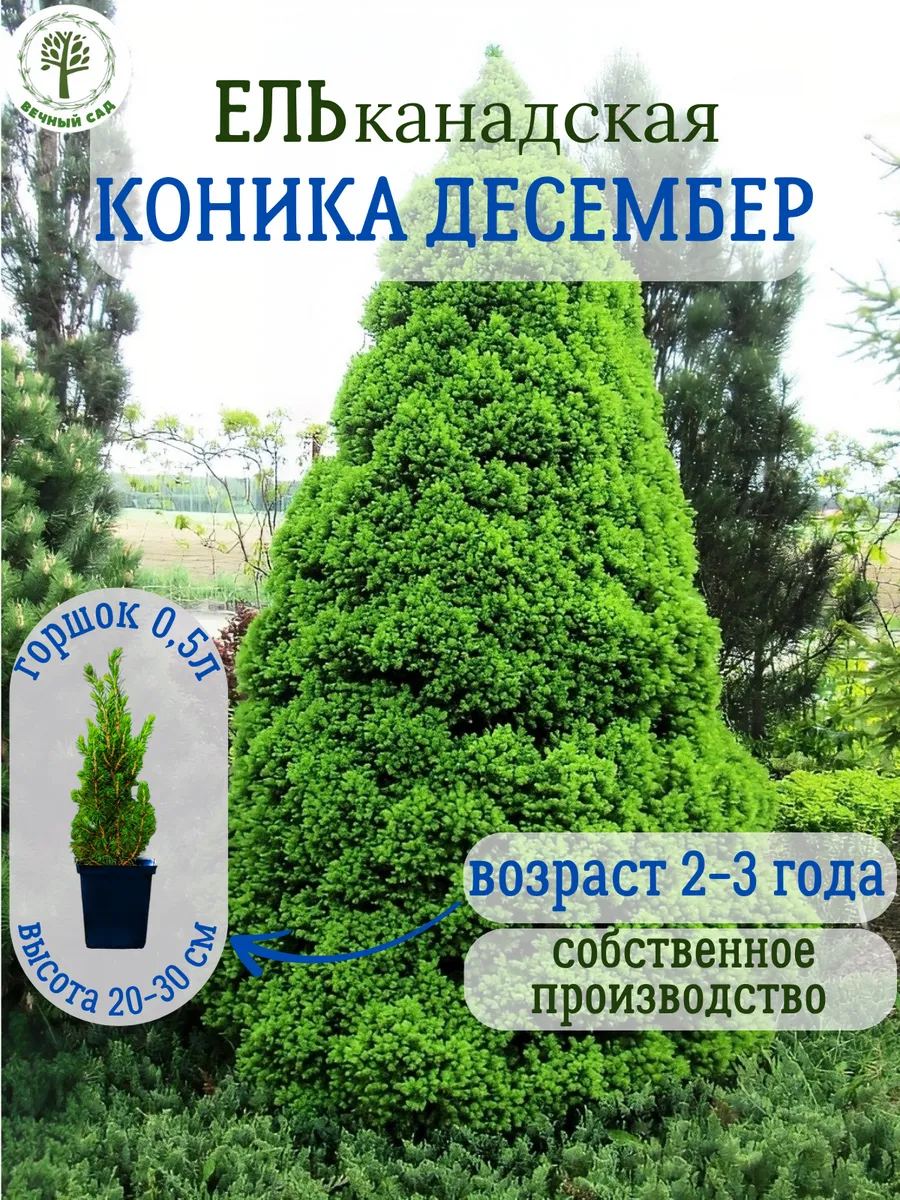Ель канадская Коника Десембер