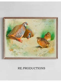 Постер French Partridge And Chicks - Archibald Thorburn