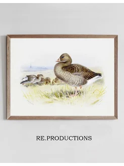 Постер Greylag Goose - Archibald Thorburn