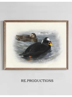 Постер Surf Scoter - Archibald Thorburn