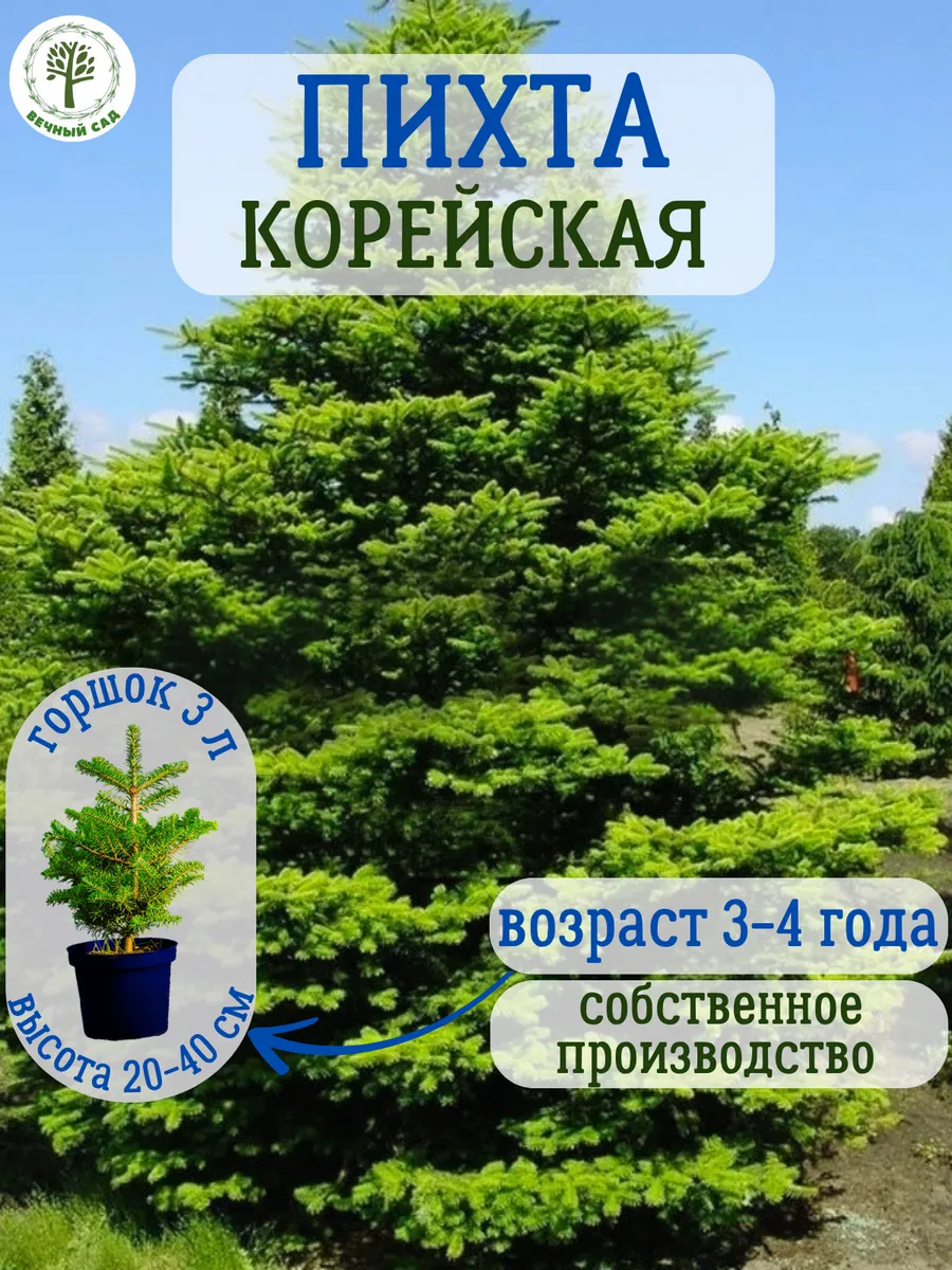 Пихта...
