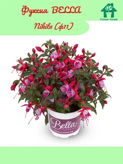 Фуксия BELLA Nikita(11ф) Flower House 274779989 купить за 571 ₽ в интернет-магазине Wildberries