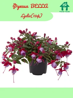 Фуксия BELLA Lydia(13ф) Flower House 274782139 купить за 571 ₽ в интернет-магазине Wildberries