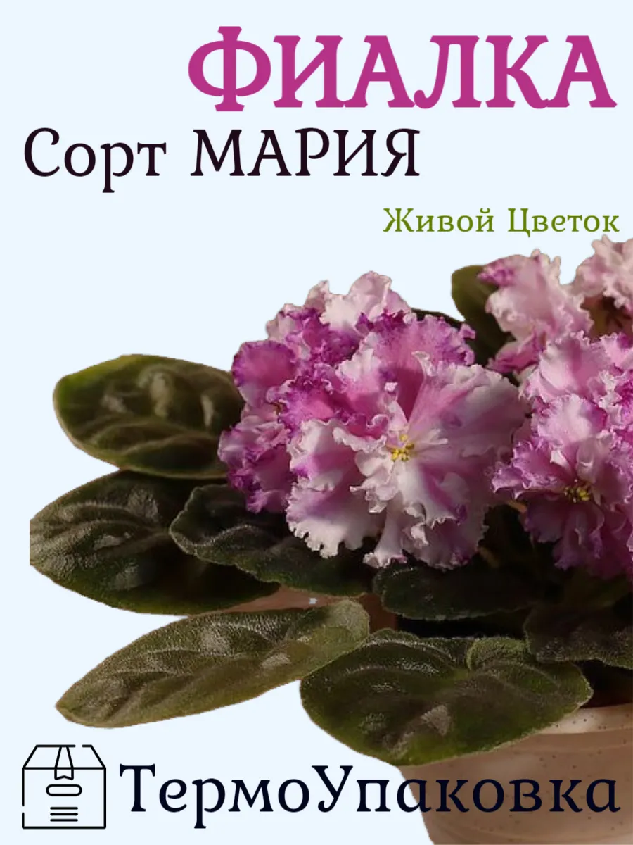 Фиалка