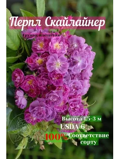 саженцы роз перпл скайлайнер питомник аллея-роз 274886641 купить за 433 ₽ в интернет-магазине Wildberries