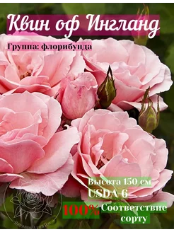 саженцы роз Квин оф Ингланд Питомник Аллея-роз 274998000 купить за 418 ₽ в интернет-магазине Wildberries