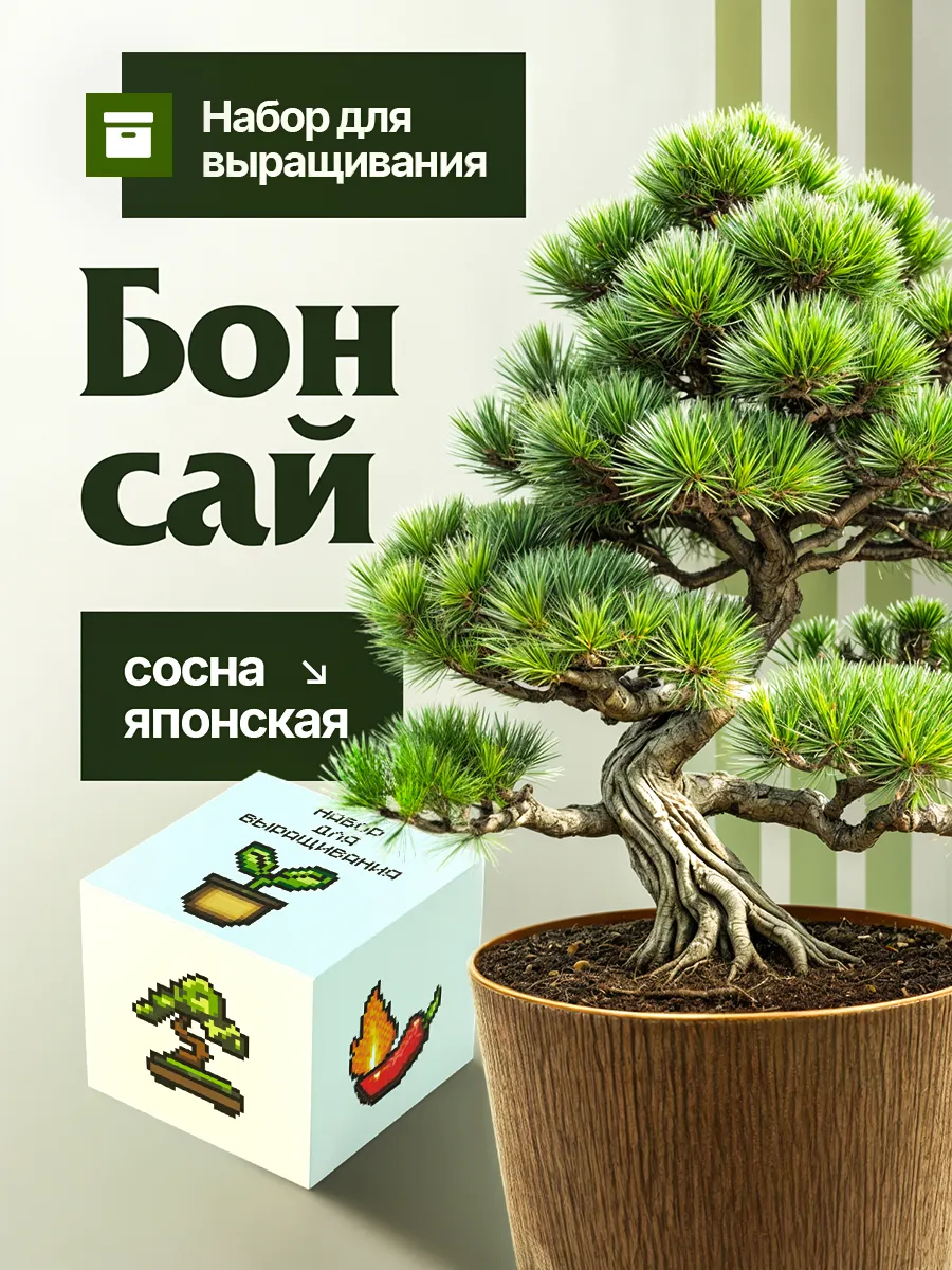 Набор для выращивания растений Бонсай Сосна Японская