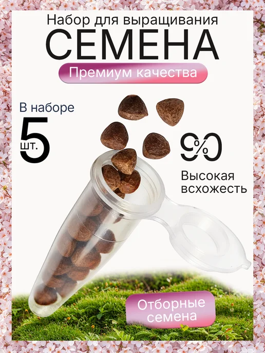 Про Растения Фиалковое дерево Набор для выращивания растений Жакаранда, вариант, фото 3