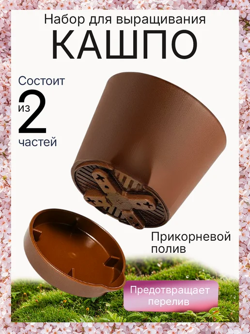 Про Растения Фиалковое дерево Набор для выращивания растений Жакаранда, вариант, фото 4