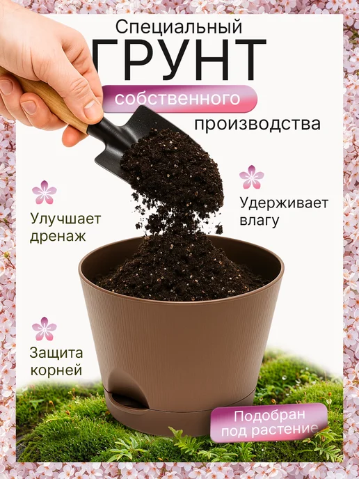 Про Растения Фиалковое дерево Набор для выращивания растений Жакаранда, вариант, фото 5