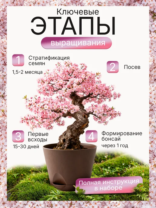 Про Растения Фиалковое дерево Набор для выращивания растений Жакаранда, вариант, фото 6