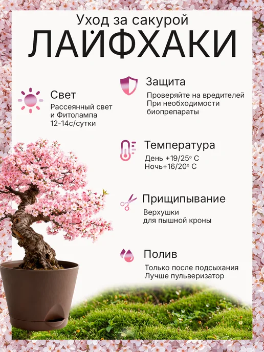Про Растения Фиалковое дерево Набор для выращивания растений Жакаранда, вариант, фото 7