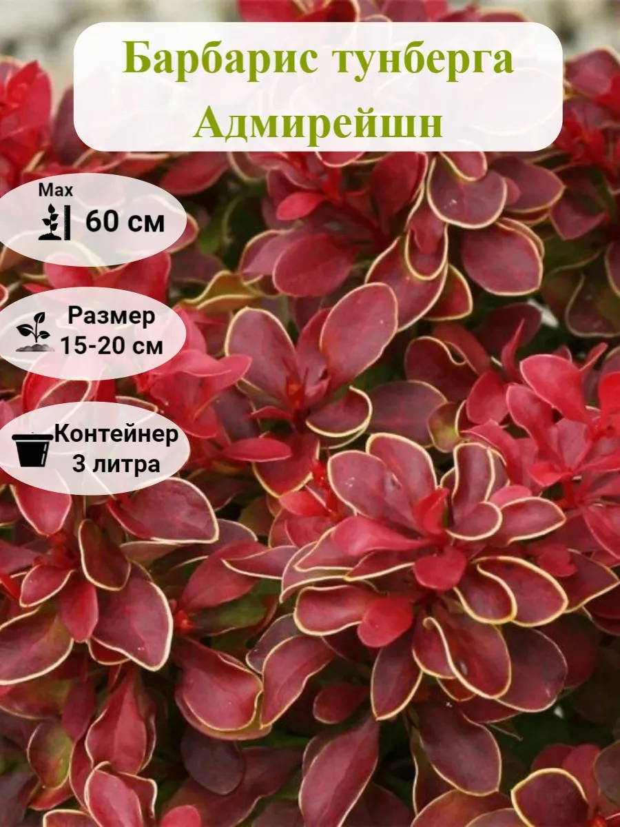 Барбарис тунберга...