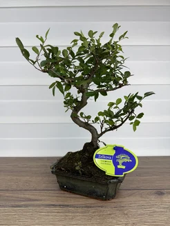 Бонсай Zelkova Parvifolia в керамике 30 см Фикусин 275269588 купить за 3 825 ₽ в интернет-магазине Wildberries