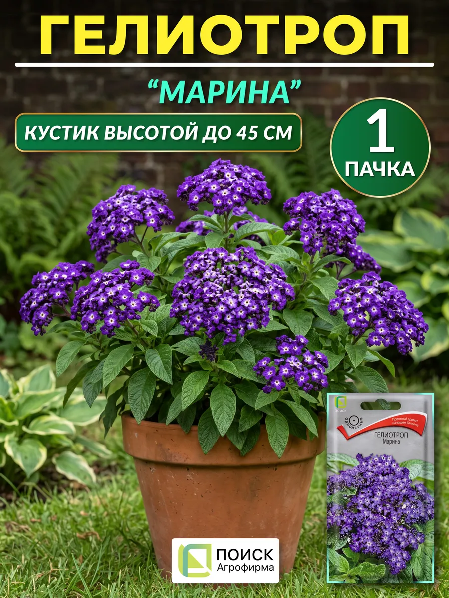 Семена гелиотропа Марина