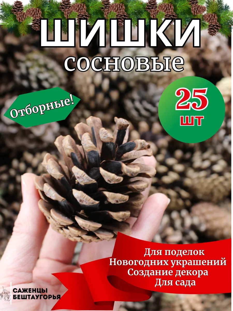 Шишки сосновые...