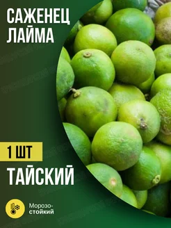 Лайм Тайский Краснодарский фермер 276078186 купить за 489 ₽ в интернет-магазине Wildberries