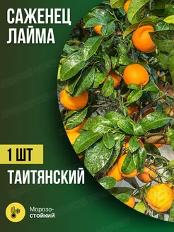 саженцы лайма Таитянский Краснодарский фермер 276078759 купить за 490 ₽ в интернет-магазине Wildberries