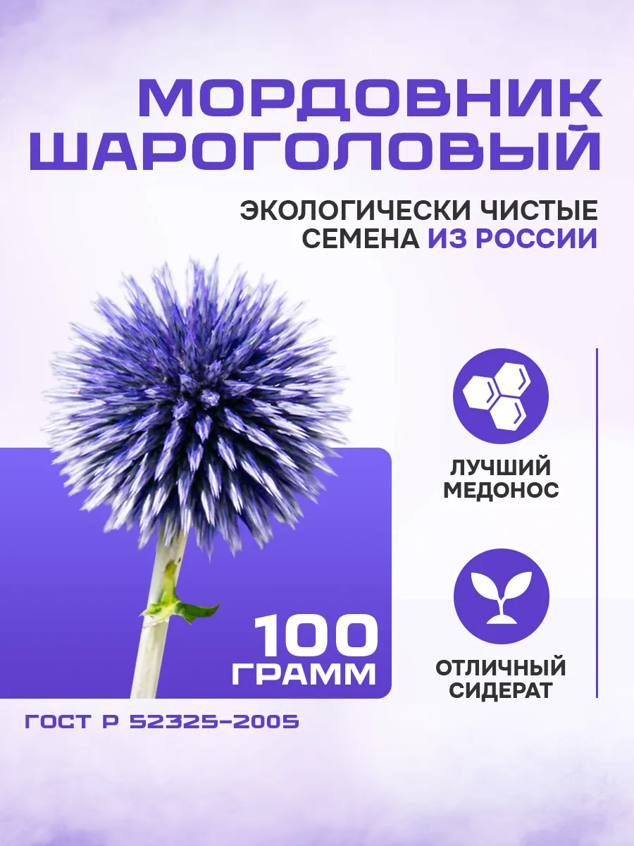 Мордовник шароголовый - семена 100 гр.
