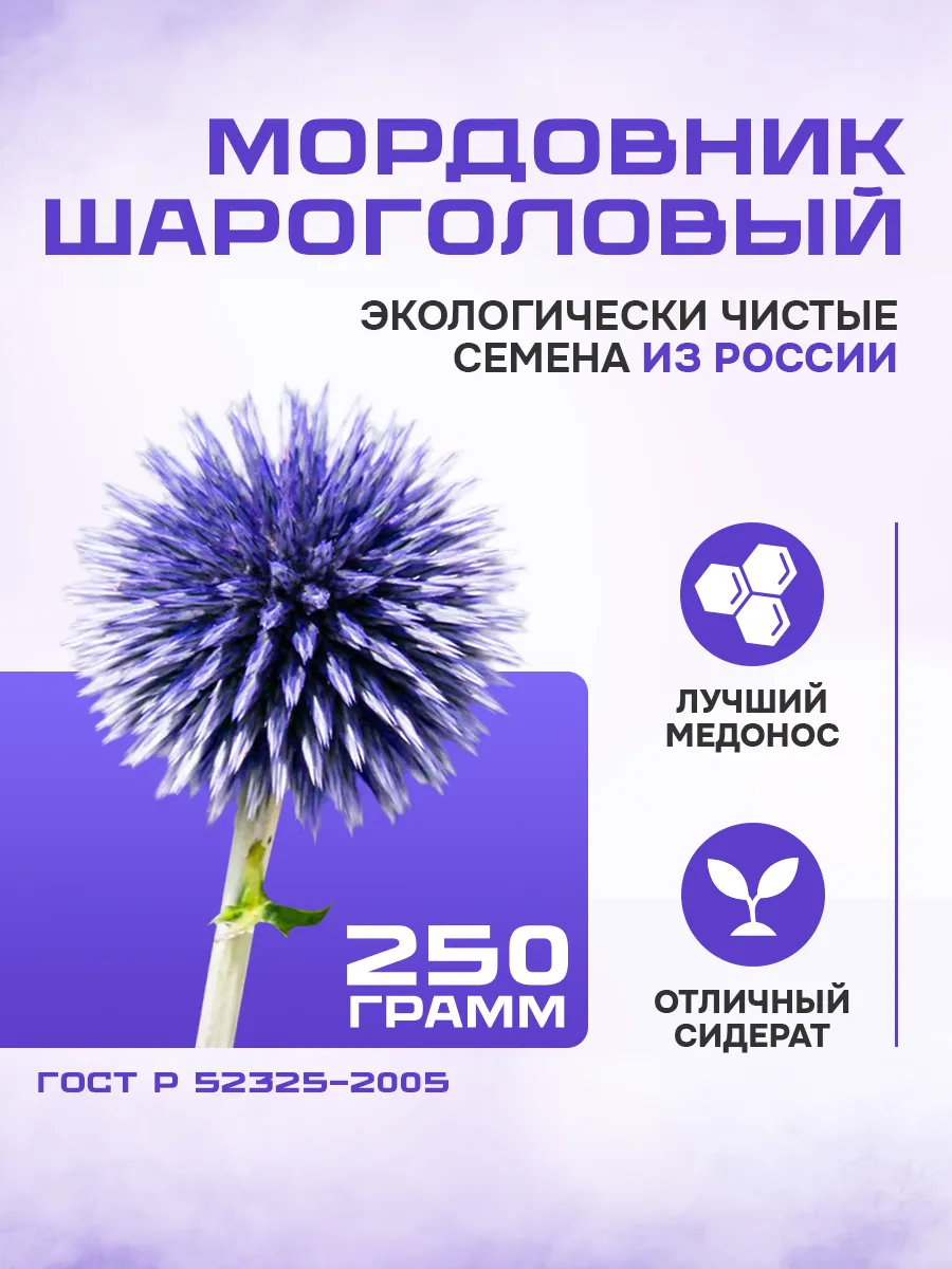 Мордовник шароголовый - семена 250 гр.