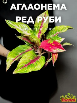 Аглаонема Ред Руби (Aglaonema Red Ruby) D12см