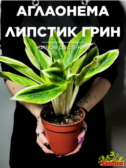 Аглаонема Липстик Грин (Aglaonema Lipstick Green) D12см