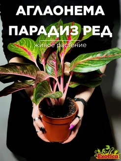 Аглаонема Парадиз Ред (Aglaonema Paradise Red) D12см