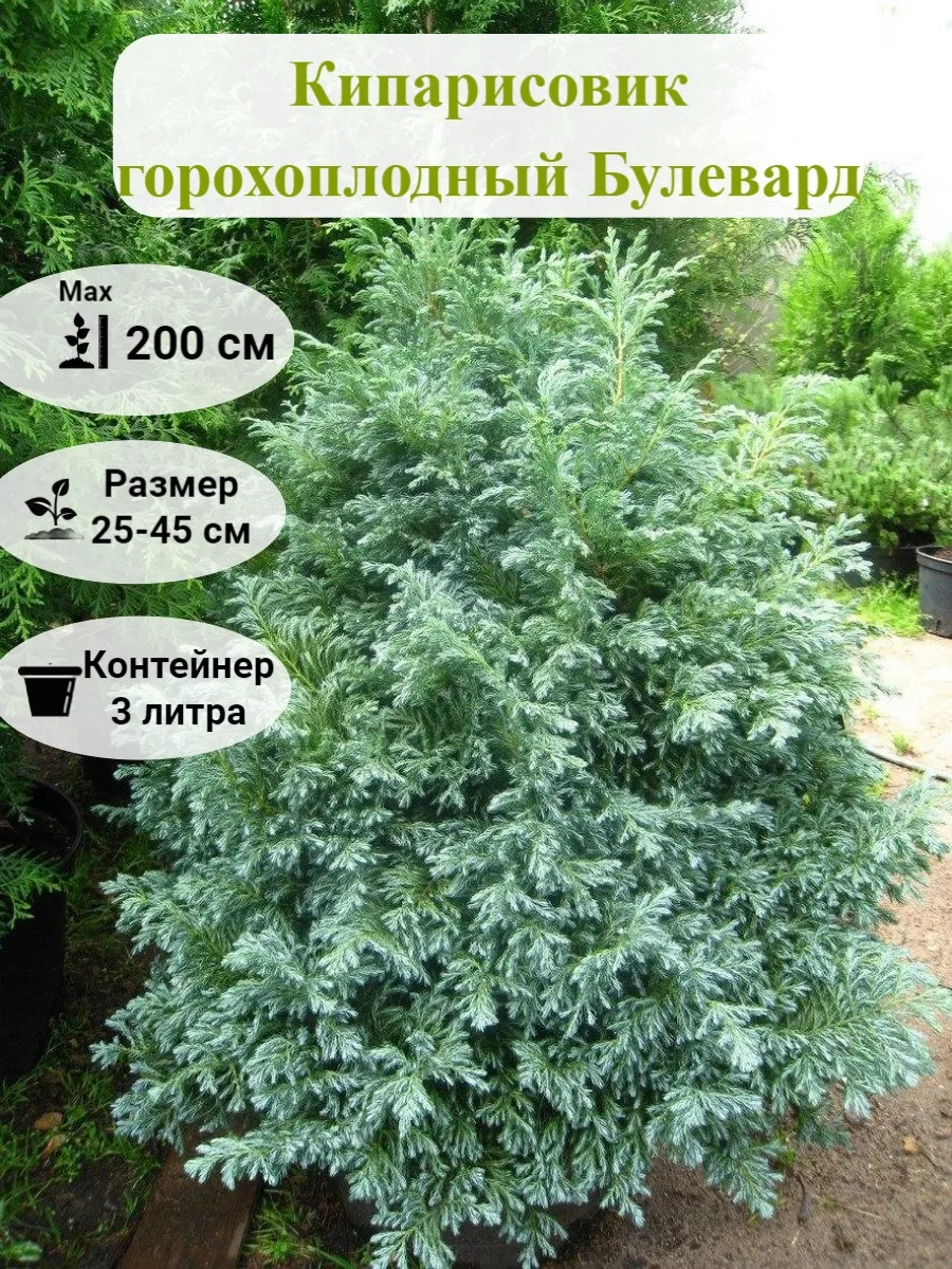 Кипарисовик булевард в ландшафтном дизайне
