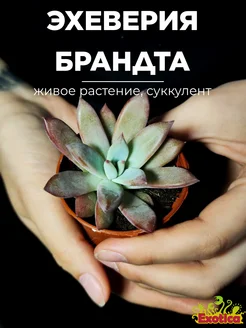 Эхеверия Колората Брандта (Echeveria Colorata Brandtii) D5см