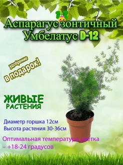 Аспарагус зонтичный Умбелатус d12 Это наш сад 276901883 купить за 1 764 ₽ в интернет-магазине Wildberries