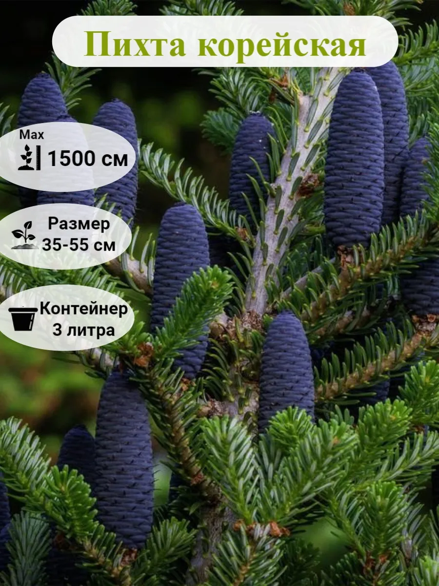 Пихта корейская...