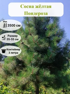 Сосна жёлтая Пондероза С-3 35-55 см Martin sad 277173200 купить за 2 436 ₽ в интернет-магазине Wildberries