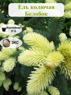 Ель колючая Белобок Martin Sad 277676399 купить за 1 965 ₽ в интернет-магазине Wildberries